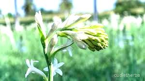 augmented_Polianthes tuberosa flower9_brightness_inc.jpeg